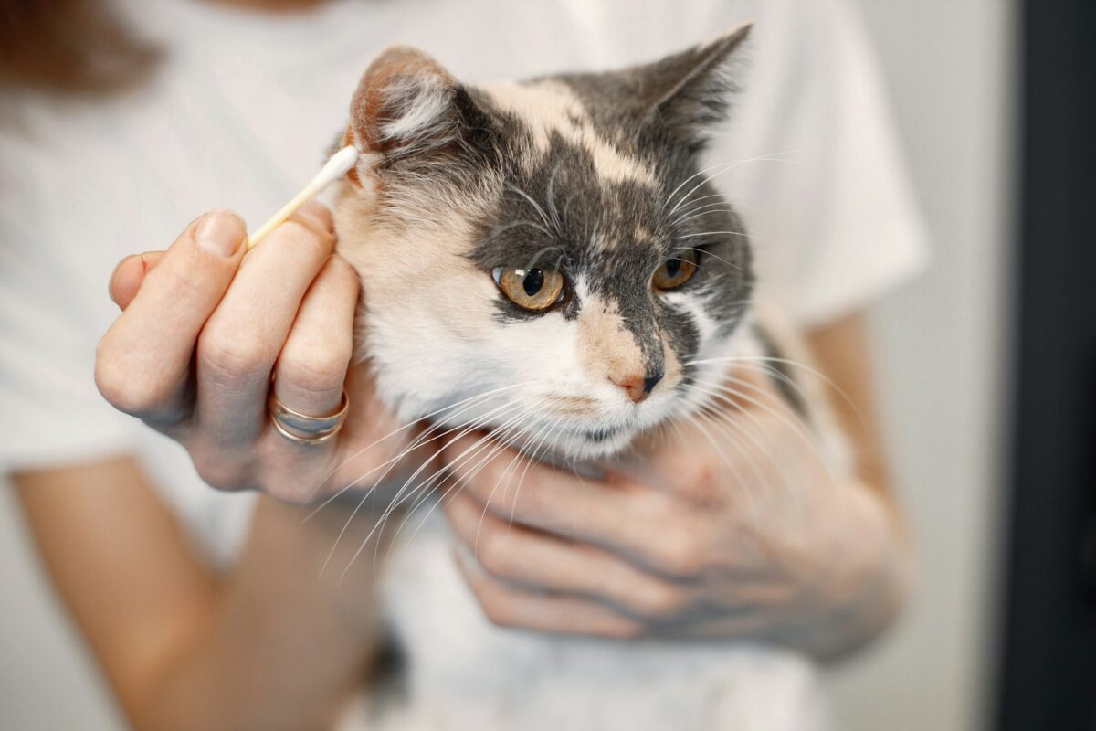 Cat getting clean ears by the female groomer