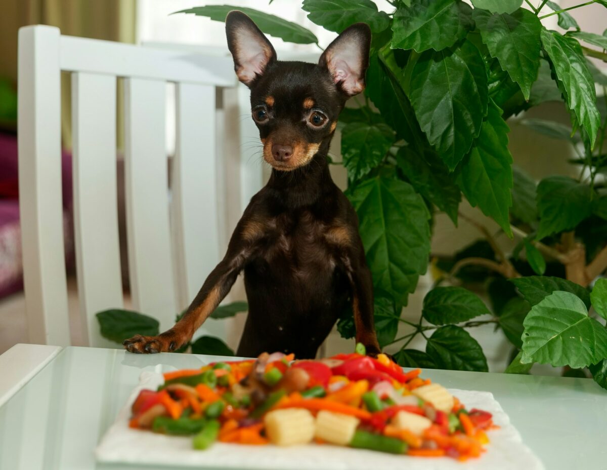 Cute dog eating vegetables