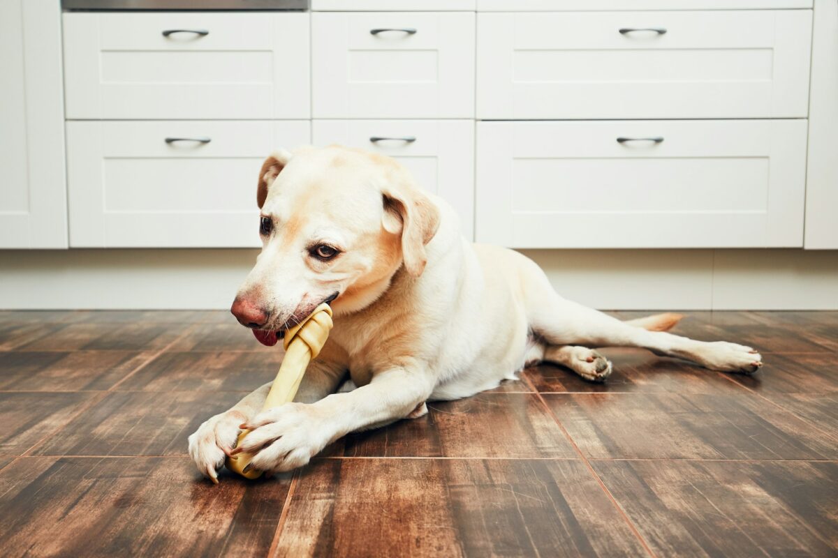 Dog with bone