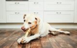 Dog with bone