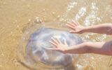 huge jellyfish on the beach