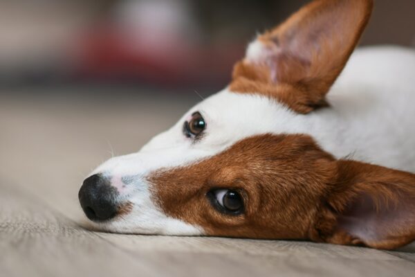 Jack Russell dog lies on the floor in an apartment
