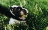 perché i cani mangiano l'erba