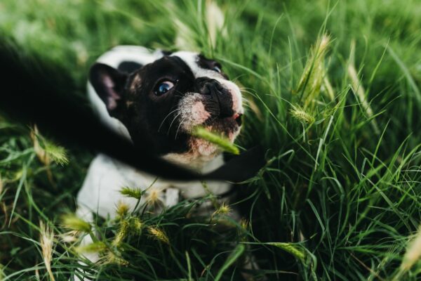 perché i cani mangiano l'erba