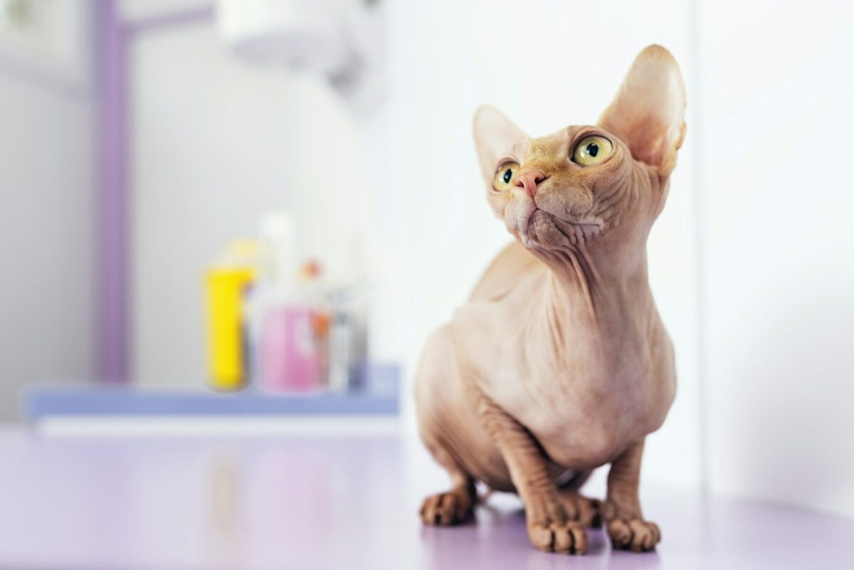 Portrait of beautiful sphynx cat.