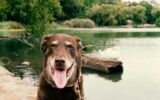 Smiling older chocolate labrador retriever dog by a pond.