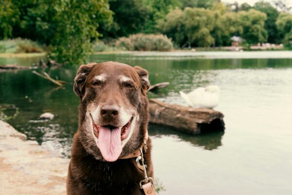 Smiling older chocolate labrador retriever dog by a pond.