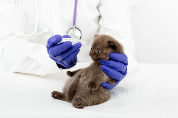 Veterinarian introduces eye drops to a beautiful little kitten with conjunctivitis