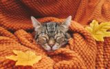 Cute tabby cat in glasses sleeping wrapped in wool orange blanket. Fall mood, autumn vibes.