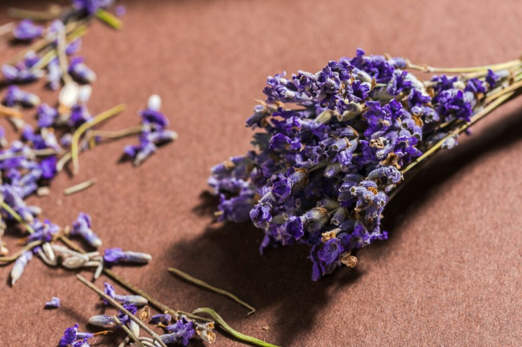 Lavender flowers bunch
