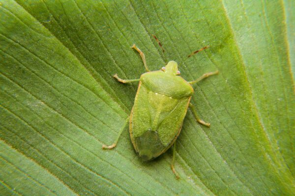 Macro photo. A smelly green bedbug on a leaf. A small depth of field.