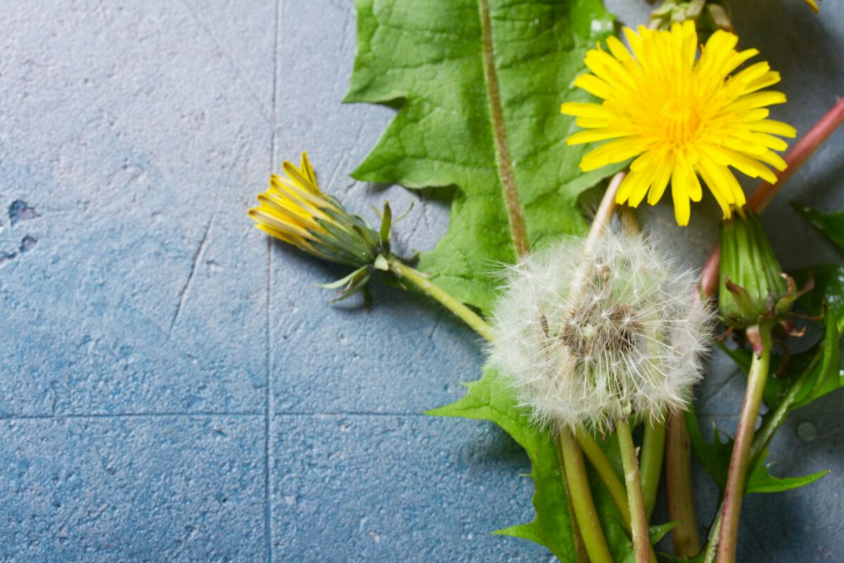 White dandelion on blue