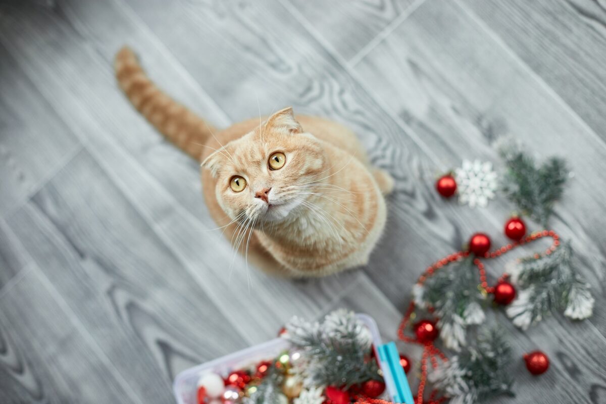 A cute adorable british Cat playing with christmas balls at home