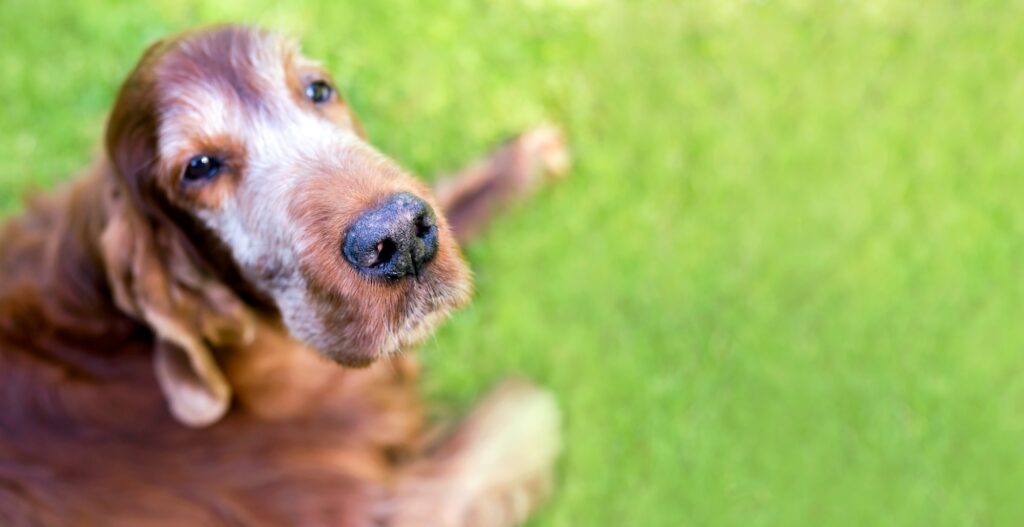 Beautiful old dog