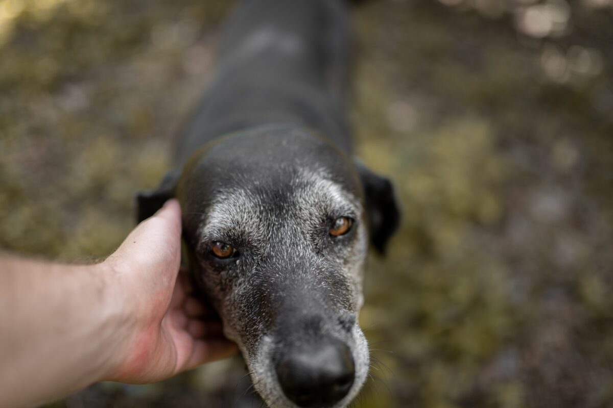 Human hand touching an old friendly dog. Close up.