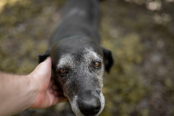 Human hand touching an old friendly dog. Close up.