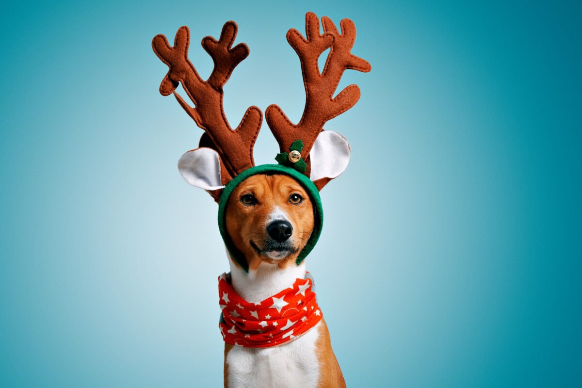 Beautiful dog wering christmas costumes