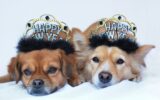 Cute dogs on new year's eve