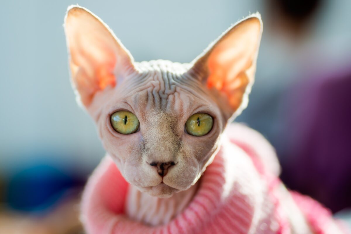 gatto senza pelo